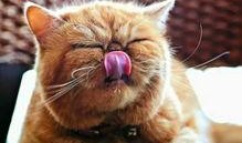 娱乐吃瓜猫的作品